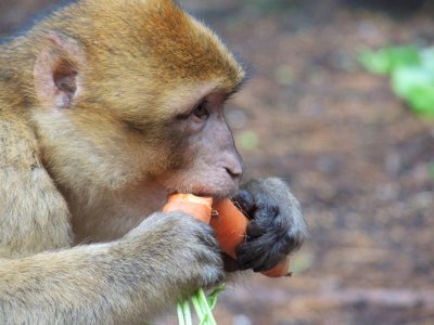 Un petit en-cas_10693601904_l.jpg